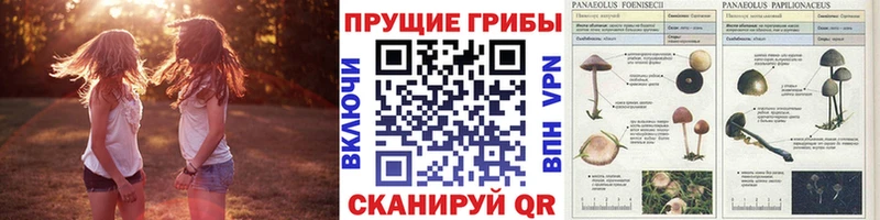 OMG рабочий сайт  Серов  Галлюциногенные грибы MAGIC MUSHROOMS  даркнет сайт 